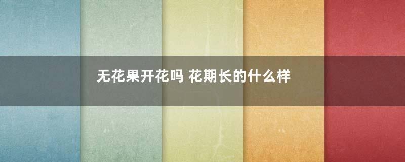 无花果开花吗 花期长的什么样子